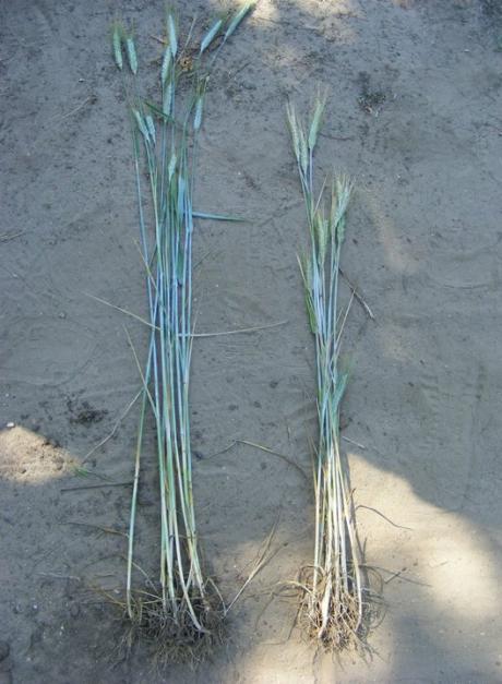 Papp József, Buzsák (június 12.) Kezelt (balra) és kontroll (jobbra). Mindkét mintánál 13-13 szál növény látható.