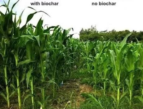 összehasonlító parcella biocharral és nélküle 